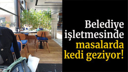 Belediye işletmesinde masalarda kedi geziyor!